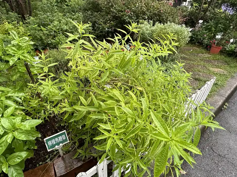 2023 06 17 35 萬華糖部文化園區