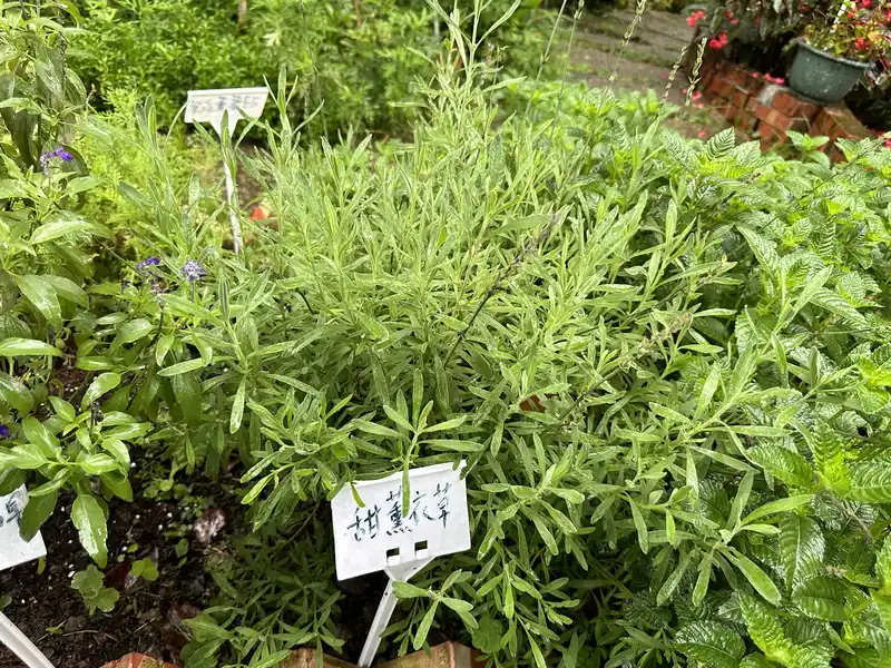 2023 06 17 67 萬華糖部文化園區