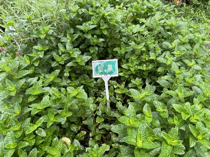 2023 06 17 68 萬華糖部文化園區