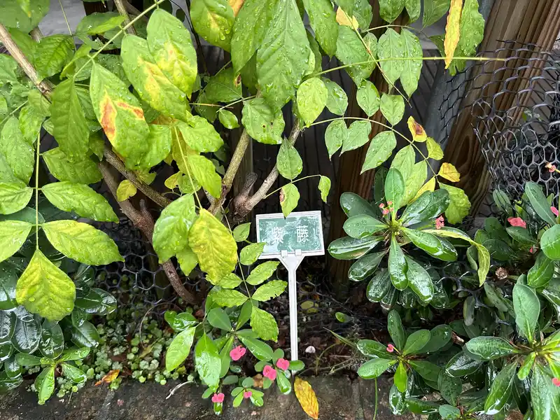 2023 06 17 79 萬華糖部文化園區