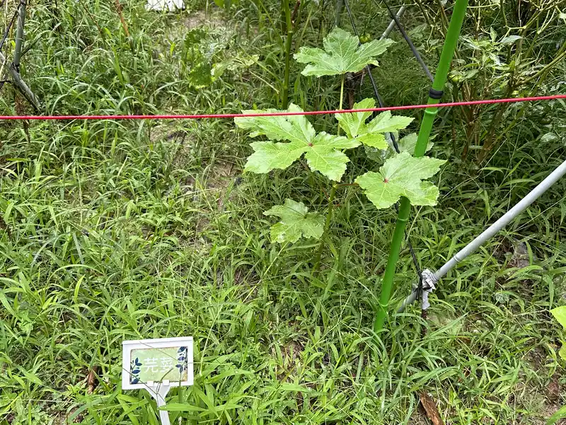 2023 06 17 96 萬華糖部文化園區