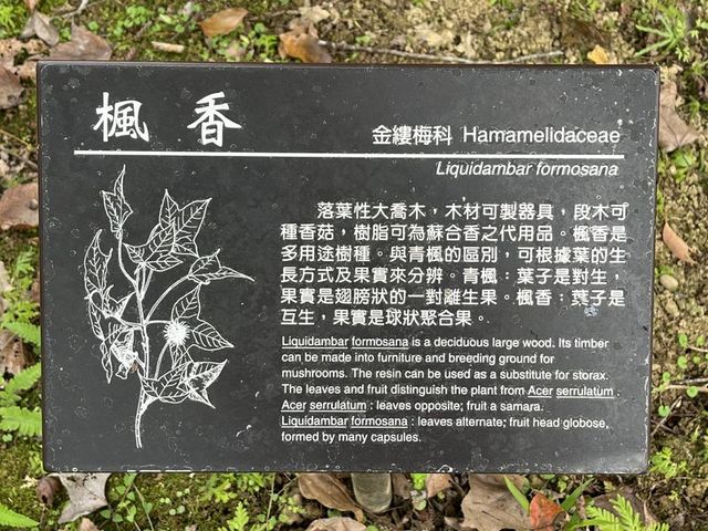 2024 01 11 11 池南國家森林遊樂區