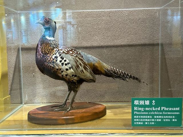 2024 01 11 41 池南國家森林遊樂區