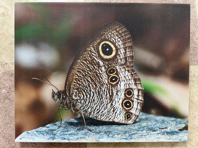 2024 01 11 56 池南國家森林遊樂區