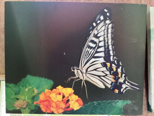 2024 01 11 63 池南國家森林遊樂區