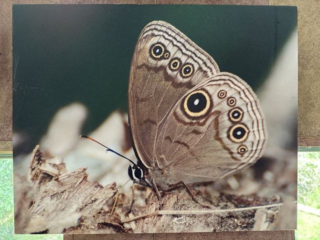 2024 01 11 64 池南國家森林遊樂區