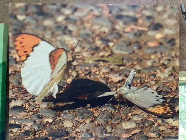 2024 01 11 65 池南國家森林遊樂區