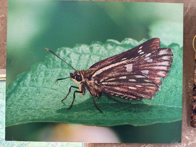 2024 01 11 66 池南國家森林遊樂區