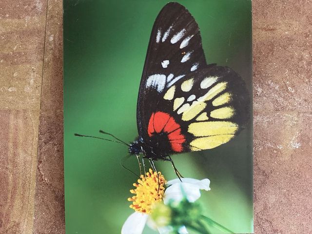 2024 01 11 68 池南國家森林遊樂區